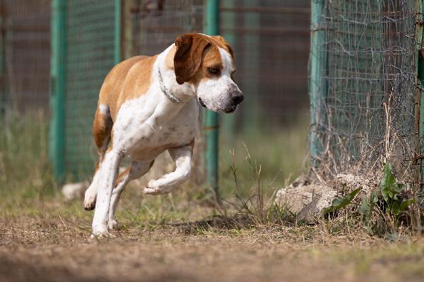 Amadeo giovane, stupendo mix Pointer, cerca adozione  Foto 2
